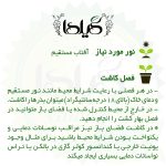 بذر چای ترش گیلدا کد 165