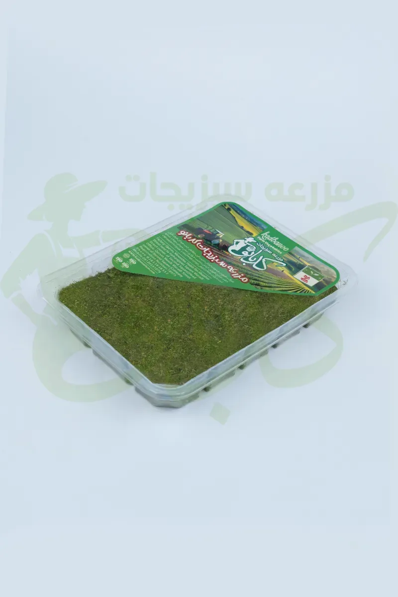 شوید خشک کدبانو